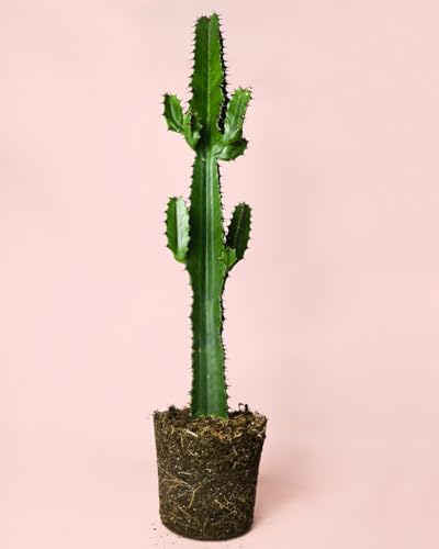 PUR PLANT Euphorbia Acrurensis | Planta Natural de Interior | Resistente, Decorativa y de Estilo Moderno