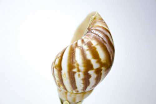Image of Snail Sea Shell Lamp Finial with Polished Brass Base 3.25 inch h