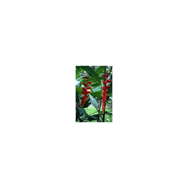 Gingembre rhizome 1 Kg POUDRE Zingiber officinale