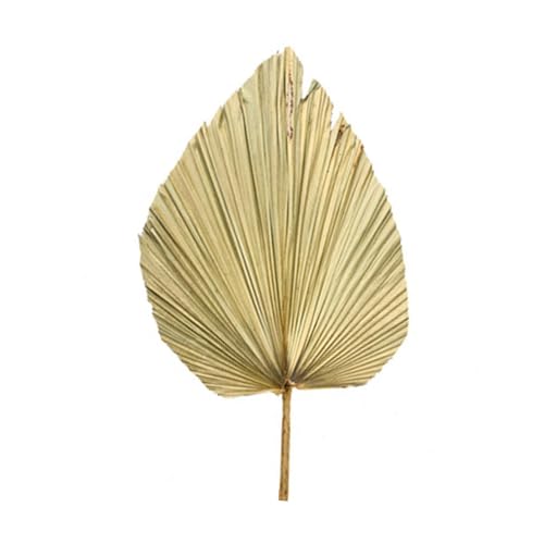 Kasmole Éventail de Palmiers séchés, Éventail de Fleurs séchées pour Mariage, Décoration de Feuilles de Palmier Tropical pour décor de Cuisine de fête à la Maison, Fleurs de Mariage Bricolage
