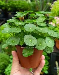 Image of Live Chinese Money Plant - Pennywort (Hydrocotyle) | Easy Care Indoor Houseplant For Bedroom Living Room, Office Desk | Feng Shui Lucky Plant for Wealth & Prosperity | Air Purifying | Healthy Plant