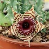 VIVAIO GARDEN FOREST