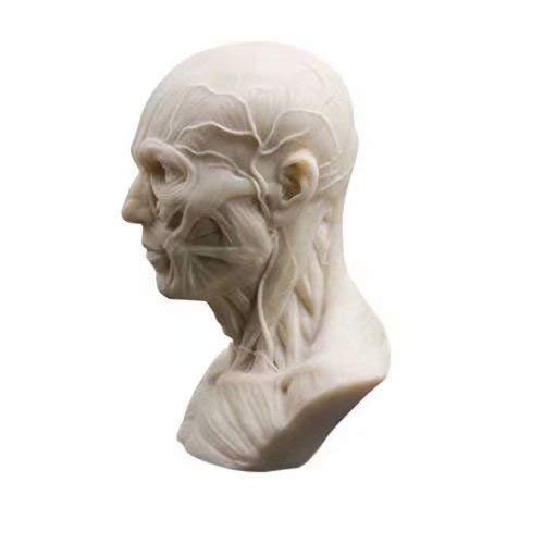 Alkita Human Bust Sculpture Statue Resin Sketch Draw Plaster Cast Artist Model Decor Medical Model Mini Size