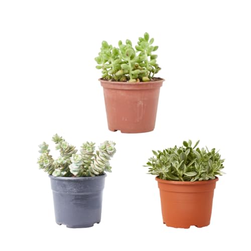 Verdecora Pack 3 Crasas Ø13cm | Resistente y Decorativo | Ideal para Principiantes | Variedad Aleatoria