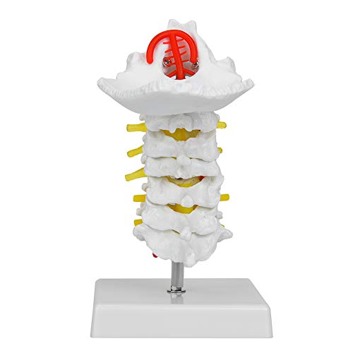 Respicefinem Science Spine Model 22. 0×11. 0×14. 0: Human Cervical Arteria Spine Spinal Anatomical Model For Science Laboratory Spinal Model Lightweight