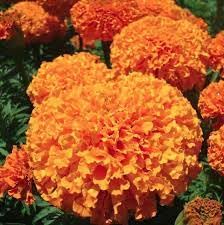 Image of Orange Marigold Flower Plant - Bright Blooming, Easy to Grow, Ideal for Home Garden & Pots (Pack Of 100 Seed)