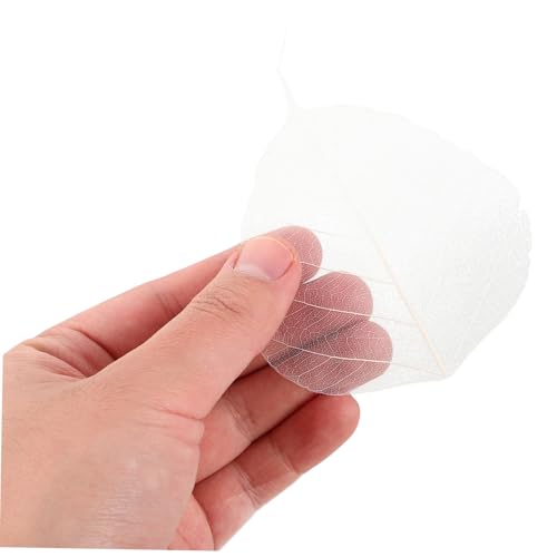 Hojas Naturales Esqueleto 20pcs para Manualidades y Marcapáginas miniatura 3