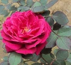 Red Rose Desi Gulab Flower Live Plant