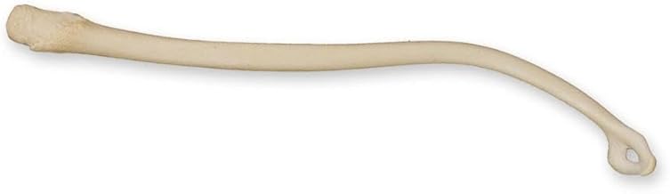 Fisher Baculum (9cm) (Natural Bone)