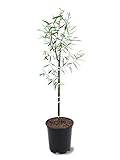 American Plant Exchange Weeping Willow Tree, 1 Gallon Pot, 1-2ft Tall, Live Outdoor Landscape Garden Plant, Large, Fast Growing, Easy to Care