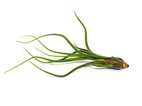 Baileyi Air Plant, Large Air Plants, Tillandsia Air Plants Live Houseplants, Live Indoor Plants For Air Plant Holder Or Terrarium, Succulents Plants Live Plants, Giant Live Plant By Plants For Pets #TOP3