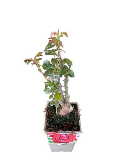 Rosal Arbustivo Rojo Natural Planta en Maceta con Rosas Rojas de Crecimiento Exuberante