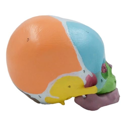 Image of Life Size Baby Head Skeleton Model, Number Coded Anatomical Baby Head Skull Model for Diseases Study, Lecture Report