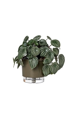 Vaso Autoirrigável Médio N03 16cm x 14cm - Terrazzo Basalto