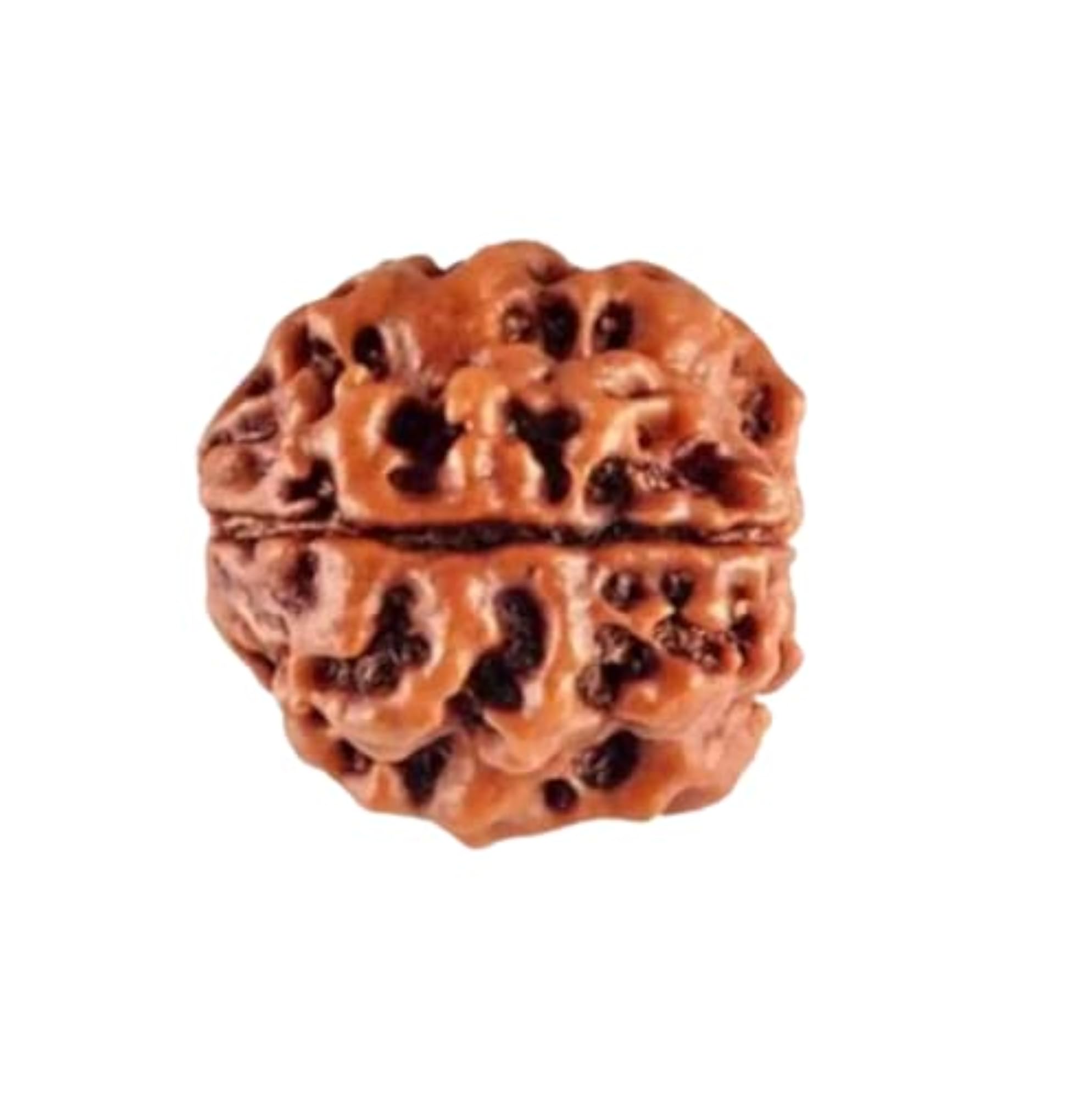 Premium Brown 3 Mukhi Rudraksha Beads from Nepal