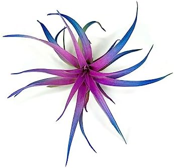 Colored Capitata Air Plant, Tillandsia Air Plant, Airplant, Air Purification, House Plant, Home Decor & Gift, Live Plant (Rainbow)