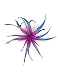 Colored Capitata Air Plant, Tillandsia Air Plant, Airplant, Air Purification, House Plant, Home Deco