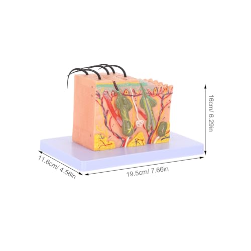 Modèle d'anatomie de la peau pour cours de science - 2