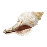 CLISPEED Adorno de Caracola Natural 15-17 CM para Decoración de Peceras y Manualidades Concha de Mar para Decorar Bodas Playa y Accesorios Fotográficos Decoración Acuarios y Hogar