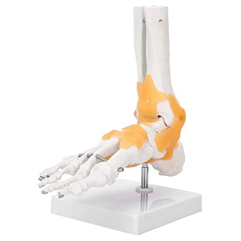 Modelo Anatómico de Articulación de Tobillo de Pie Cover