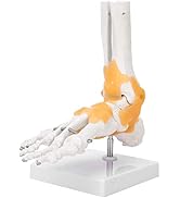 Modell des Fußskeletts, anatomisches Modell des Fußknöchelgelenks des...