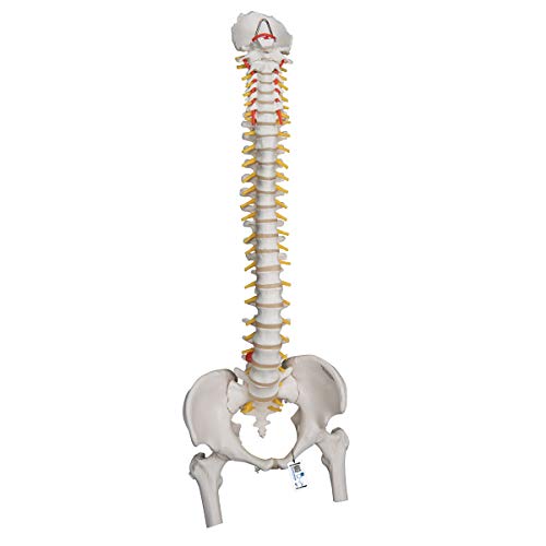 3B Scientific A59/2 Highly Flexible Spine w/ Femur Heads - 3B Smart Anatomy