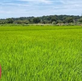 新米 先行予約 特Aランク 米 はるみ 5kg 令和7年 10月以降 順次発送 ブランド米 こめ 令和7年度産 農家直送 産地直送 西山農園 神奈川 湘南 藤沢