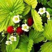 Alpine Strawberry 'Alexandria',60 Seeds Fragaria Vesca