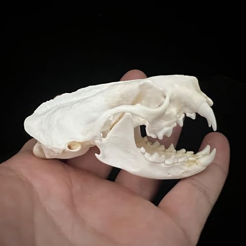 Wholesale 1/2/3/5/10 pcs Taxidermy Real Animals Skulls, Real Bones Specimen, Supplies Art Bone Vet Medicine 1:1 Animal Bones (Mink Skull, 1 Pc)