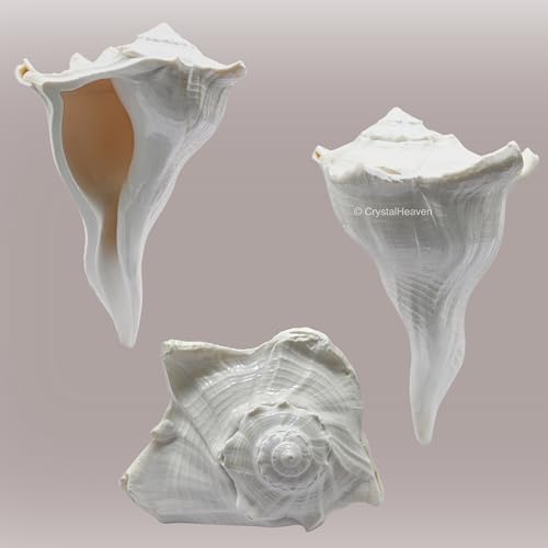 Image of Crystal Heaven Dakshinavarti Shankh Original - 5 to 6 inch inches Large Dakhinabarti Sankha for Puja Original Conch Shell - Natural Dakshinmukhi Shankh for Pooja, Meditation and Gifts