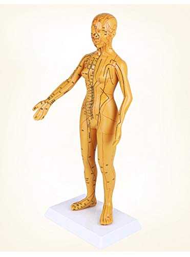 WellieSTR 1 Piece Female Acupuncture Model Female Model Human Body Acupuncture Model Female Meridians Model 20inch (Brown Color)