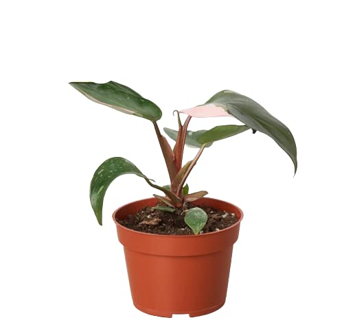 House Plant Shop Pink Princess Philodendron