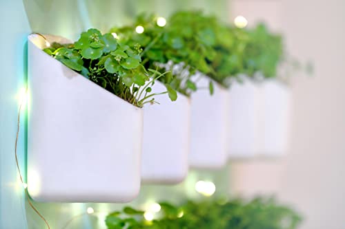 Image of BLUME Prism Plastic Small Wall Hanging Planters Set Hook Hanging Flower Pot for Indoor Outdoor Living Home Gardening Plant Container Pot (White, Set of 50)