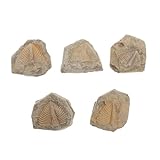 fossilien sammlung Paläontologisches trilobiten-exemplar: ein muss für jeden sammler und eine perfekte ergänzung für jede sammlung