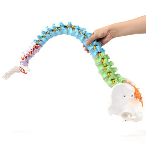Image of SKUMOD Life Size Colored Spine Anatomy Model, 34 inch Flexible Colored Anatomical Human Spine Model with Vertebrae, Nerves, Arteries, Lumbar and Pelvis, Medical Spine Model with Brackets and Instructions