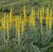 Semillas de Gordolobo 1000 Unidades Planta Medicinal