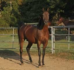 Corraled Horse Posing Wall Decal