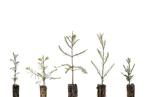 Redwoods of The World | Collection of 5 Tree Seedlings | The Jonsteen Company