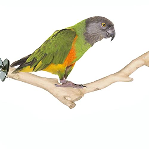 iplusmile Vogel Accessoire 2 STKS Vogels Baars Houten Pole Papegaai Slijpen Tanden Staaf Papegaai Kooi Staande Staaf - Afbeelding 8