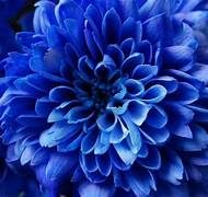 Image of BIGREEN Blue Fireball Dahlia Flower Plant | Live Outdoor & Indoor Flowering Plant for Home Garden, Balcony & Terrace Decoration | Seasonal Live Plant