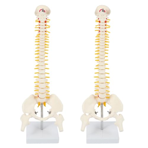 Bunggou 2 45Cm _1F1lŋȐҒŃfҒōՃflԂ̍ifA}bT[WAKp