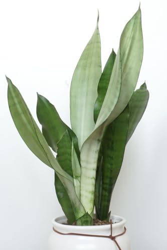 Image of Moonshine Snake Plant - Live Dracaena Moonshine | Air Purifier, Drought Tolerant | Elegant Silver Foliage for Indoor & Outdoor Spaces