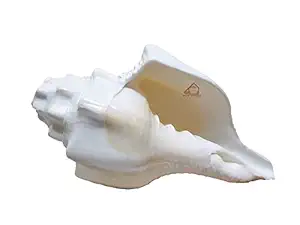 WOW WOODS - Quality SpeaksShankh Pure Natural Shell | Positive Energy at Home | Vamavarti Shankh | (6-7 Inch, White) with a Gift Hamper
