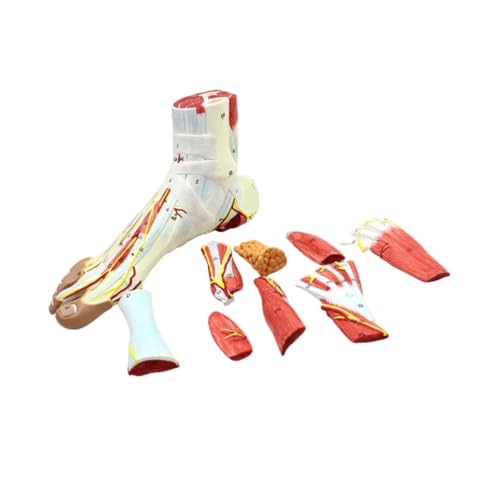 Modèle anatomique de muscle humain du pied en PVC détachable avec repères numérotés