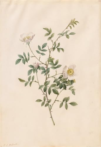 Célèbres Tableaux Impression Toile Rosa Sepium Rosea Redouté Art Mural 60x90