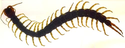 Image of 4.3 inch Real Large Black Centipede in Crystal Clear Lucite Resin Paperweight Specimen Preserved Anthropopods Animal Insect Taxidermy Collection for Biology Science Education & Desk Ornament Display
