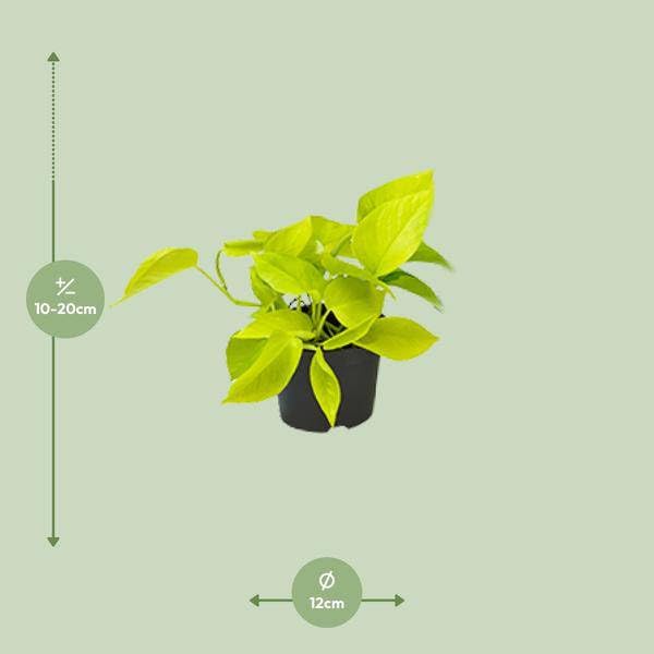 Efeutute Epipremnum Golden Pothos Zimmerpflanze 4 Pflanzen Ø12 cm H15 cm