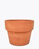 Calathea makoyana Peacock (4" Terracotta Pot) - Peacock Prayer Plant - Easy to Grow, Easy to Care Houseplant for Beginner - Live Healthy Colorful Foliage Houseplant for Home Office #1