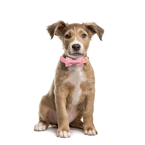 Unique style paws Dog Collar with Bowtie - Image 3