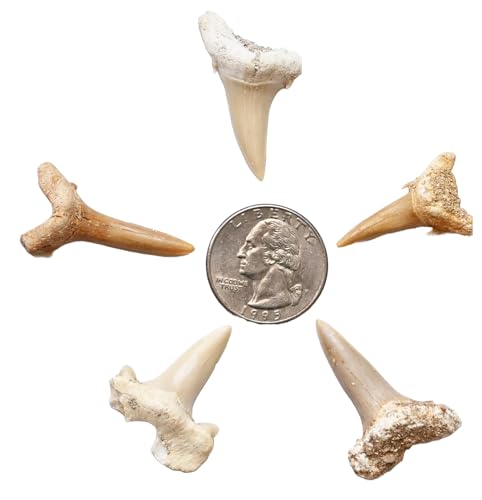 Image of 5 Premium Grade A Shark Teeth Fossils - Sand Tiger Sharks 60 Million Years Old
